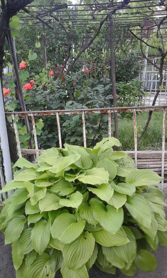 Guesthouse Valeria 보르조미 외부 사진